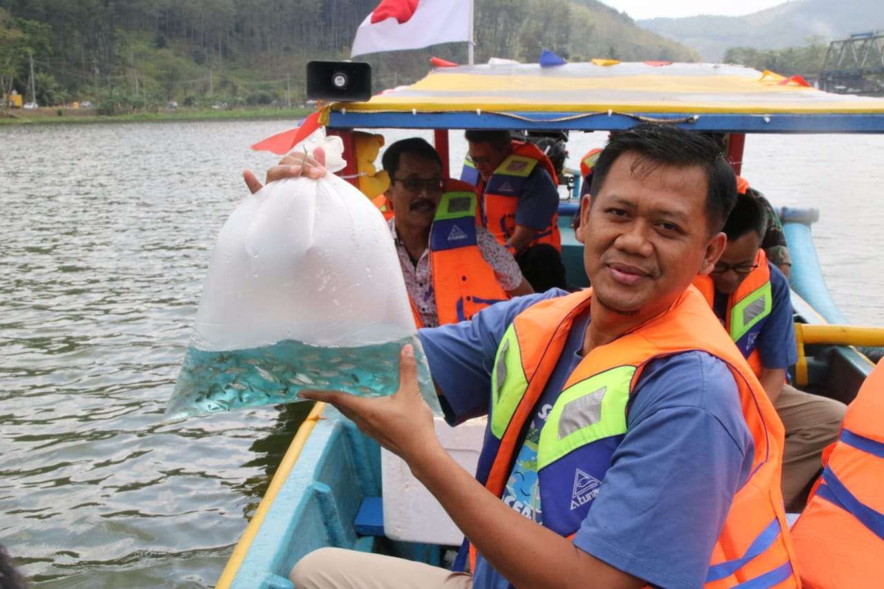 HUT ke 36, PLN IP Mrica PGU Tebar 100 Ribu Benih Ikan Lokal di DAS Serayu