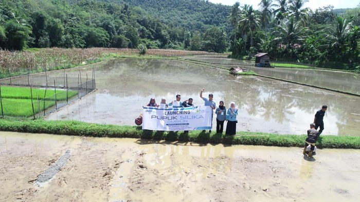 PLTU Ombilin Sulap Limbah FABA Jadi Pupuk Silika, Jadi Solusi Ramah Lingkungan dan Ekonomi