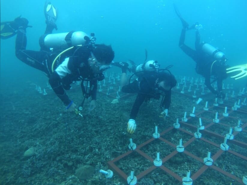 Mantap! Program Restorasi Terumbu Karang PLNIP Bikin Pariwisata Muara Badak Meroket