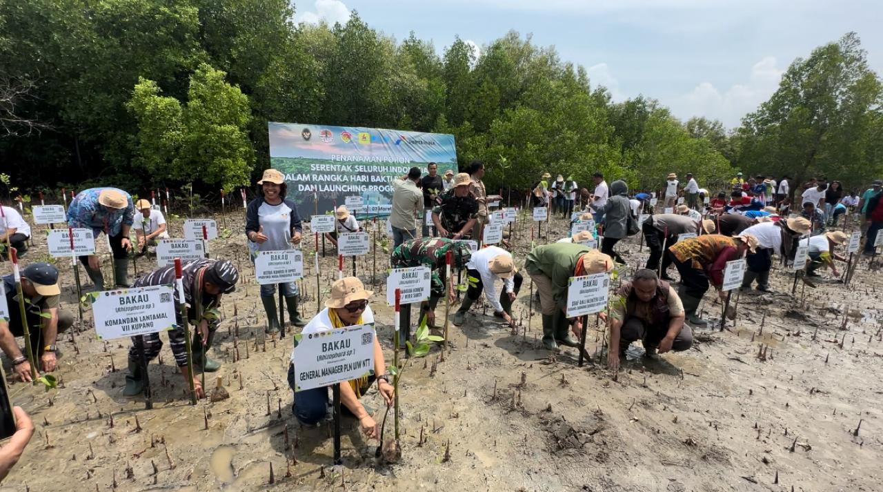 PLN Tanam Ribuan Mangrove, Rehabilitasi Pesisir Tanah Merah dan Menipo di NTT