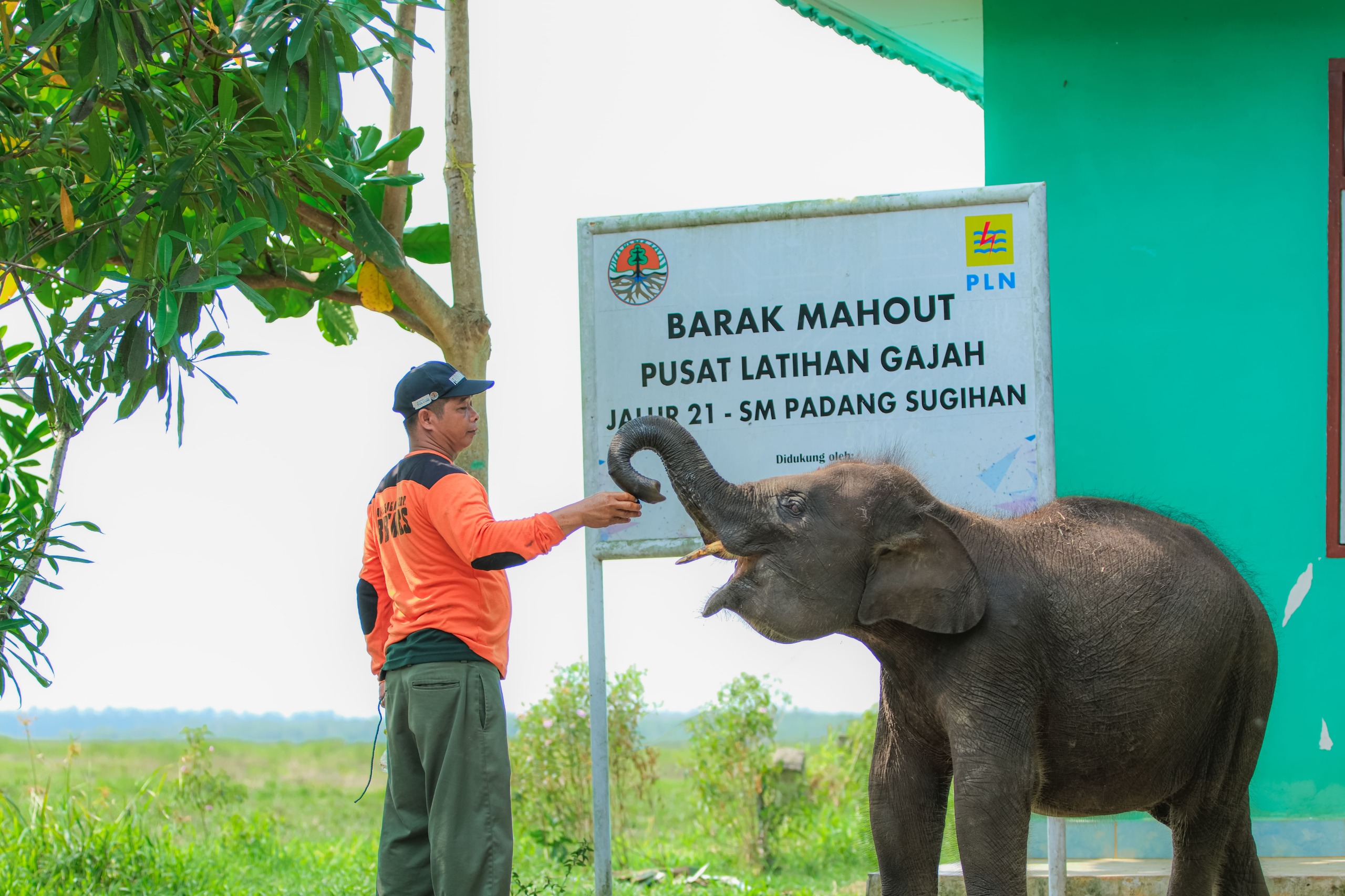 PLN Indonesia Power: Mendukung Pelestarian Gajah Sumatra Melalui Dukungan Prasarana Patroli